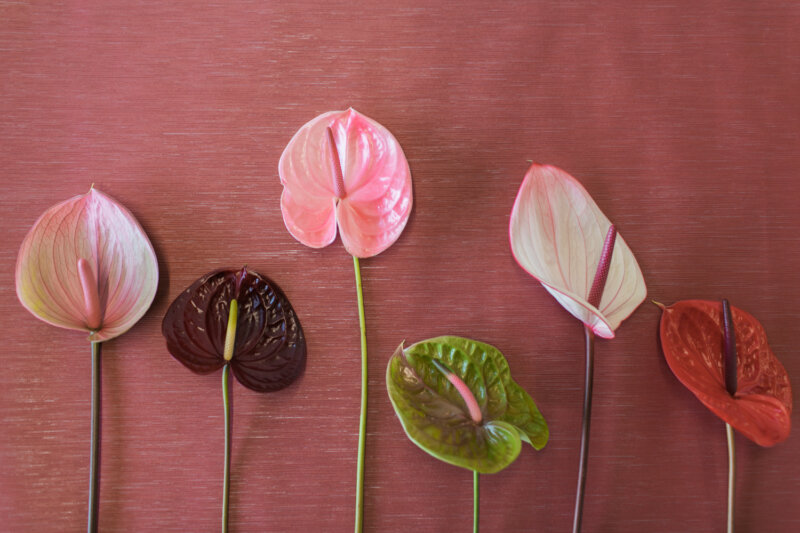 12 Anthurium Diverses Couleurs