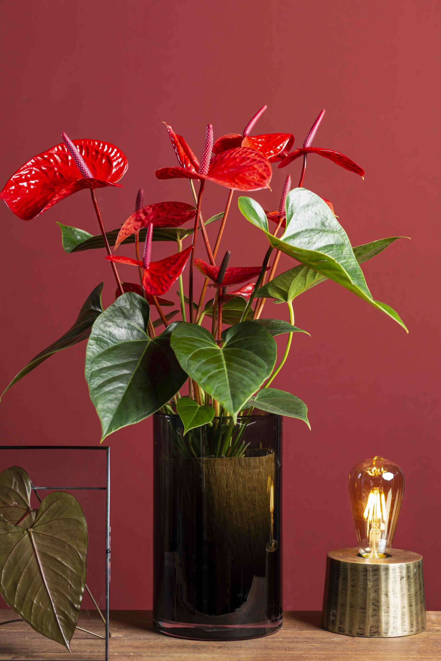 1001250 - Casanova 1 - Anthurium English