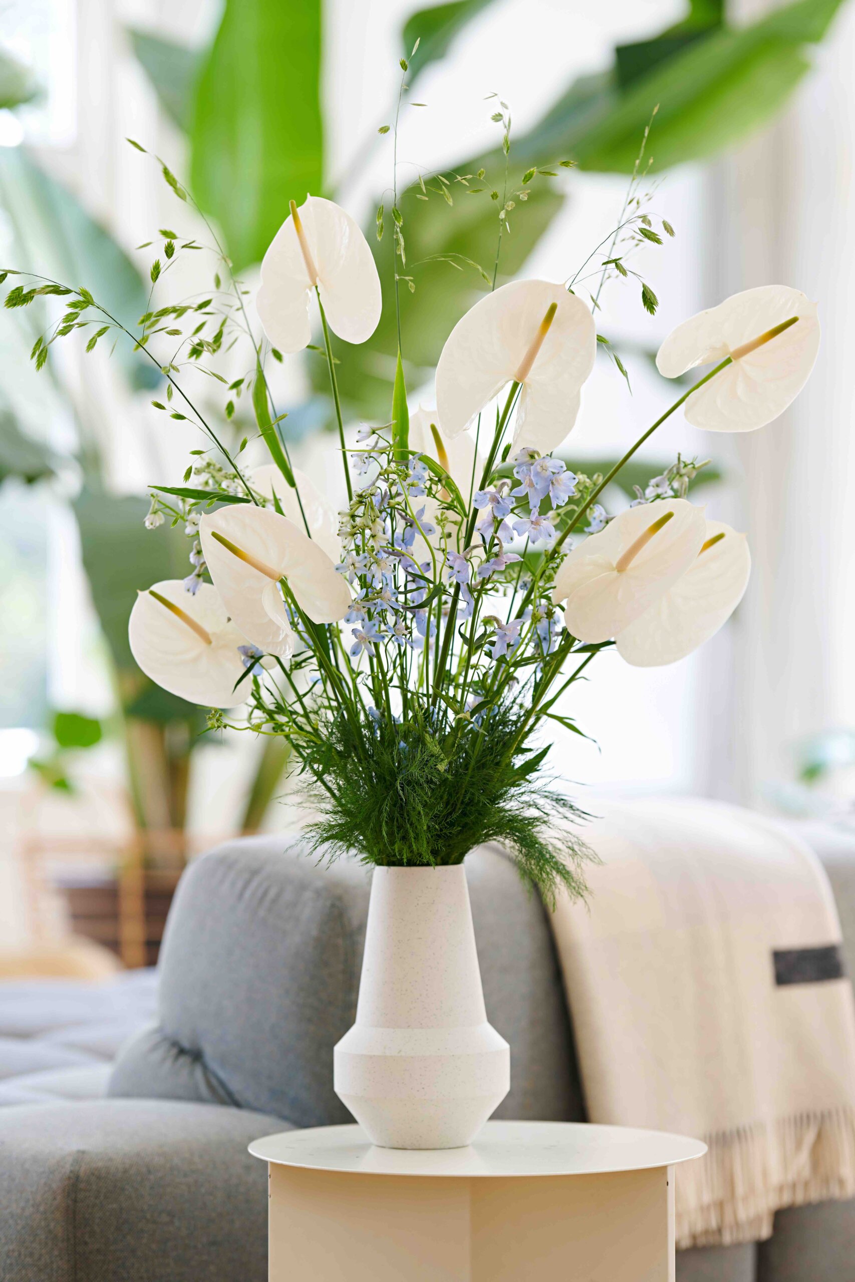 Anthura Reina 10 - Anthurium English