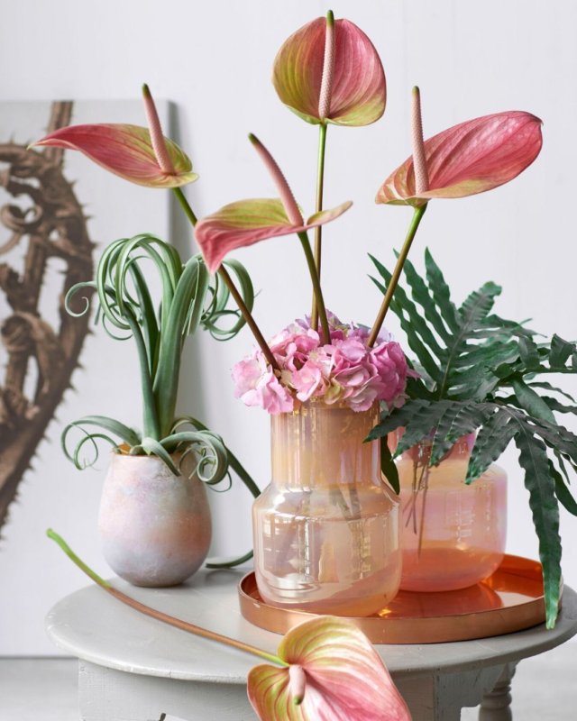 Une infinité d’anthuriums : voici les différentes formes