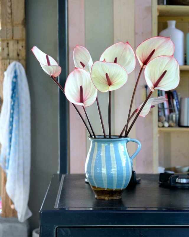 Une infinité d’anthuriums : voici les différentes formes