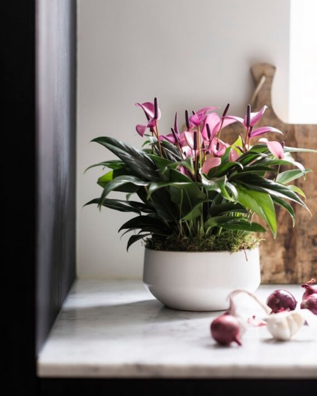 Une infinité d’anthuriums : voici les différentes formes