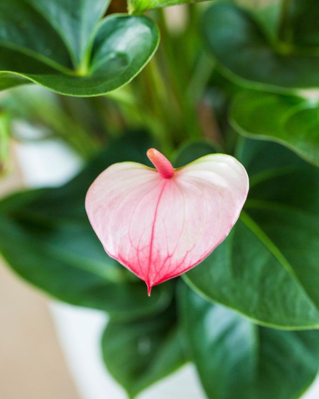 Une infinité d’anthuriums : voici les différentes formes