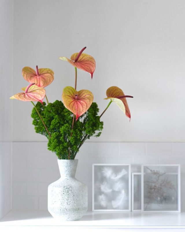 Une infinité d’anthuriums : voici les différentes formes