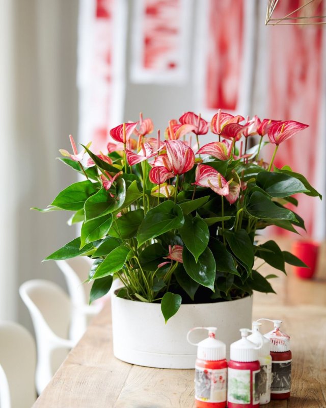 Une infinité d’anthuriums : voici les différentes formes