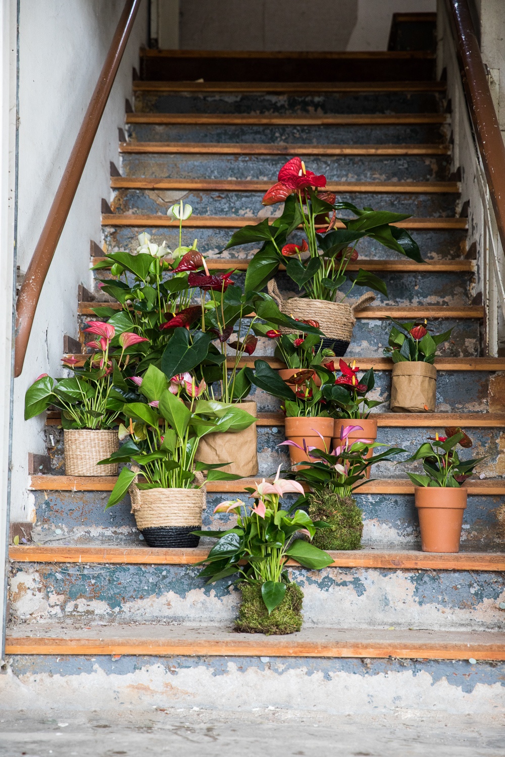 Avec ces plantes, vous ramènerez le printemps dans la maison