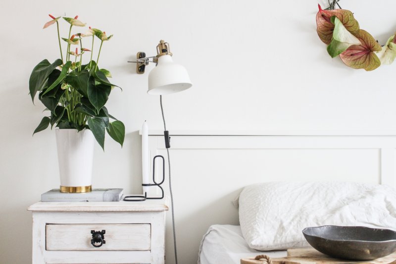 Avec ces plantes, vous ramènerez le printemps dans la maison