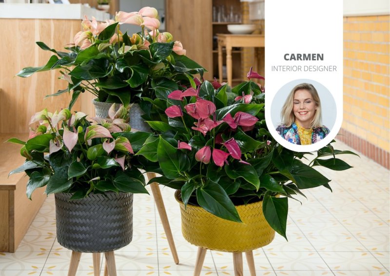 Avec ces plantes, vous ramènerez le printemps dans la maison
