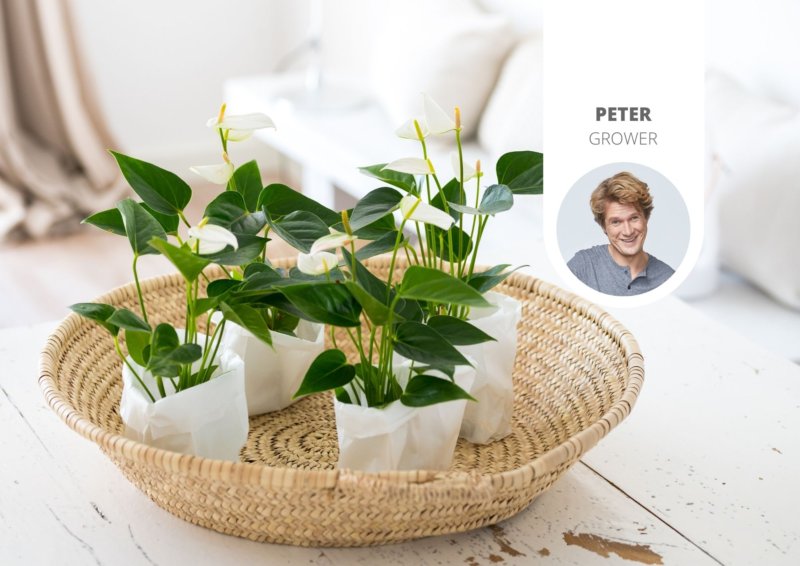 Comment faire refleurir mes plantes ?