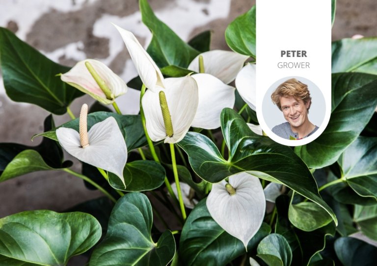 Engrais Spécial Anthurium HIGH-tECH Engrais Pour Plantes, Flamingoblumen Anthuriums