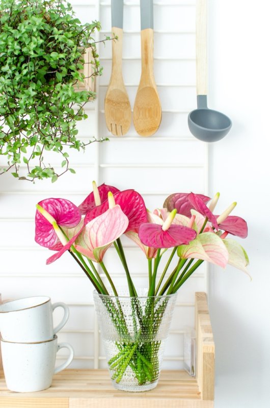 Coup d’œil dans la cuisine : les anthuriums donnent de la couleur à cet espace