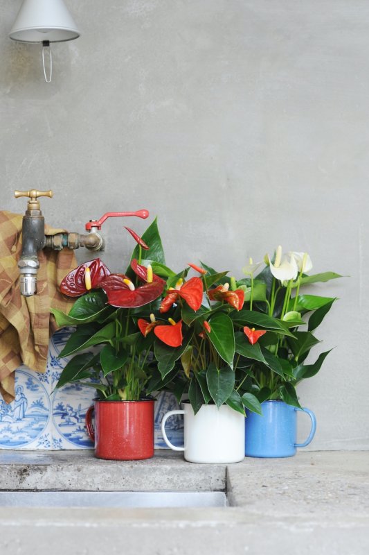 Coup d’œil dans la cuisine : les anthuriums donnent de la couleur à cet espace