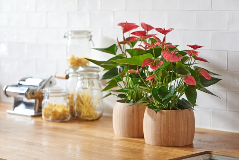 Coup d’œil dans la cuisine : les anthuriums donnent de la couleur à cet espace