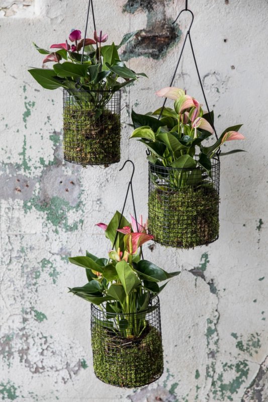 4 façons originales d’offrir une plante