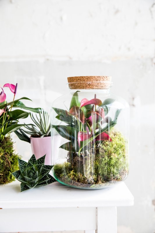 4 façons originales d’offrir une plante