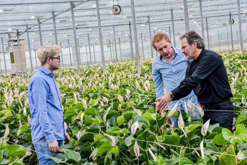 L’anthurium devient la fleur phare lors de la célébration de Pâques à Rome