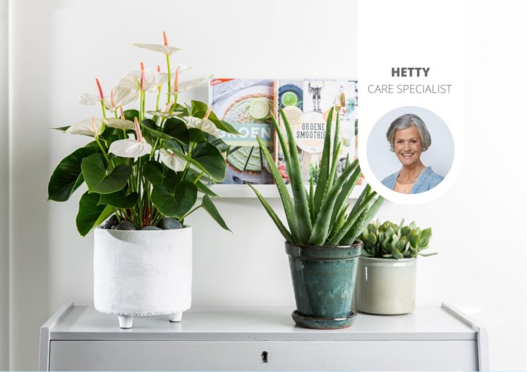 Que faire si les feuilles de votre anthurium changent de couleur?