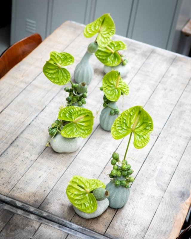 Voici les nouveaux anthuriums, en fleur coupé et en pot