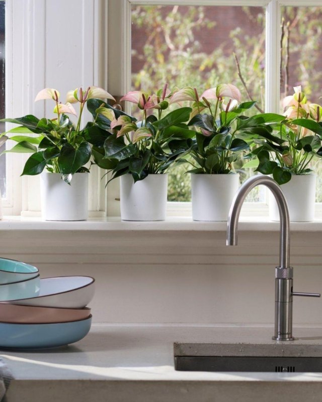 Voici les nouveaux anthuriums, en fleur coupé et en pot