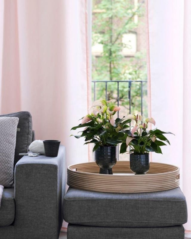 Voici les nouveaux anthuriums, en fleur coupé et en pot