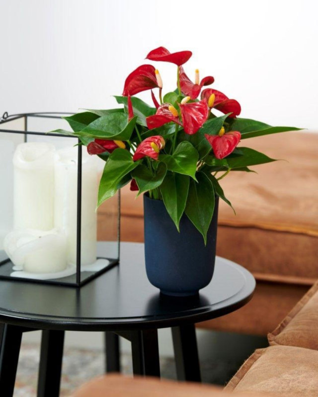 Voici les nouveaux anthuriums, en fleur coupé et en pot