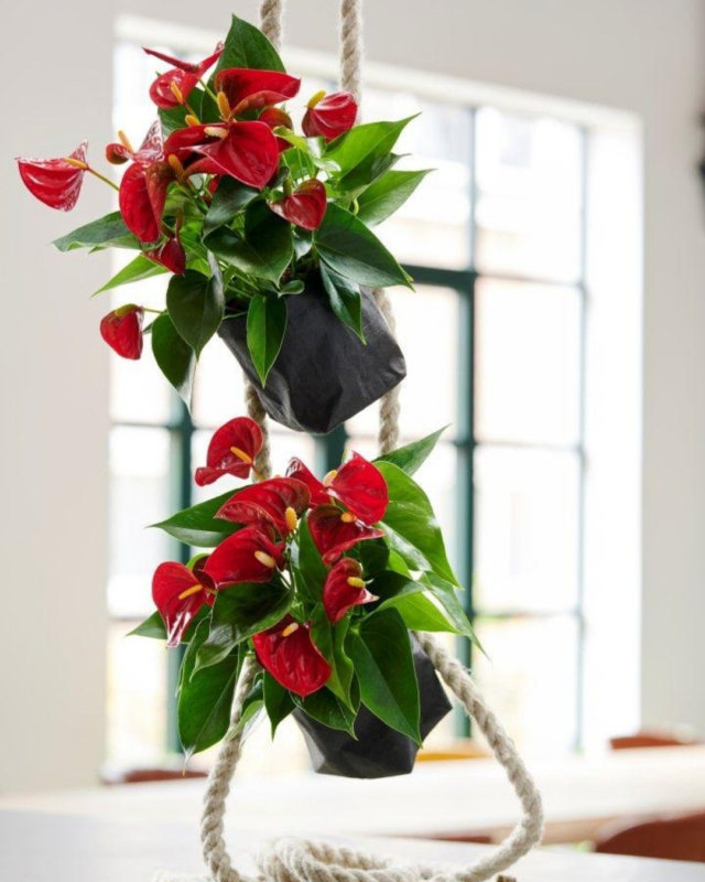 Voici les nouveaux anthuriums, en fleur coupé et en pot