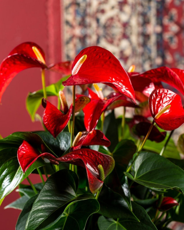 Voici les nouveaux anthuriums, en fleur coupé et en pot