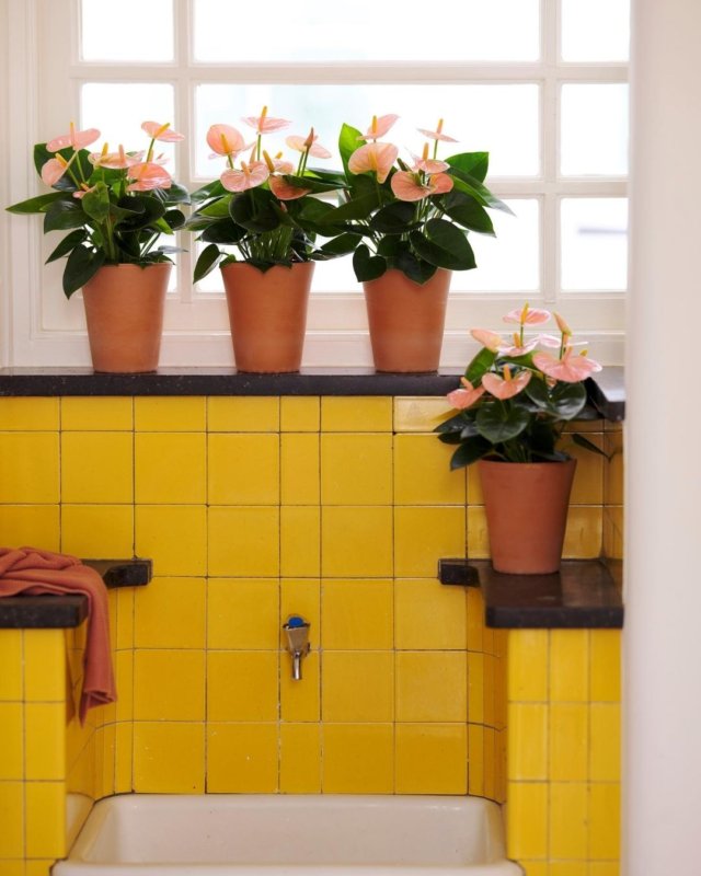 Voici les nouveaux anthuriums, en fleur coupé et en pot