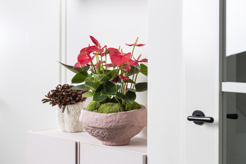 Voici les nouveaux anthuriums, en fleur coupé et en pot