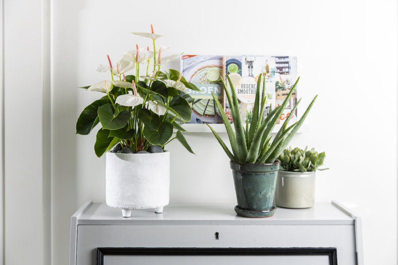 Pourquoi le pot intérieur en plastique d’une plante d'appartement est si important