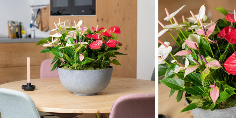 Voici les nouveaux anthuriums, en fleur coupé et en pot