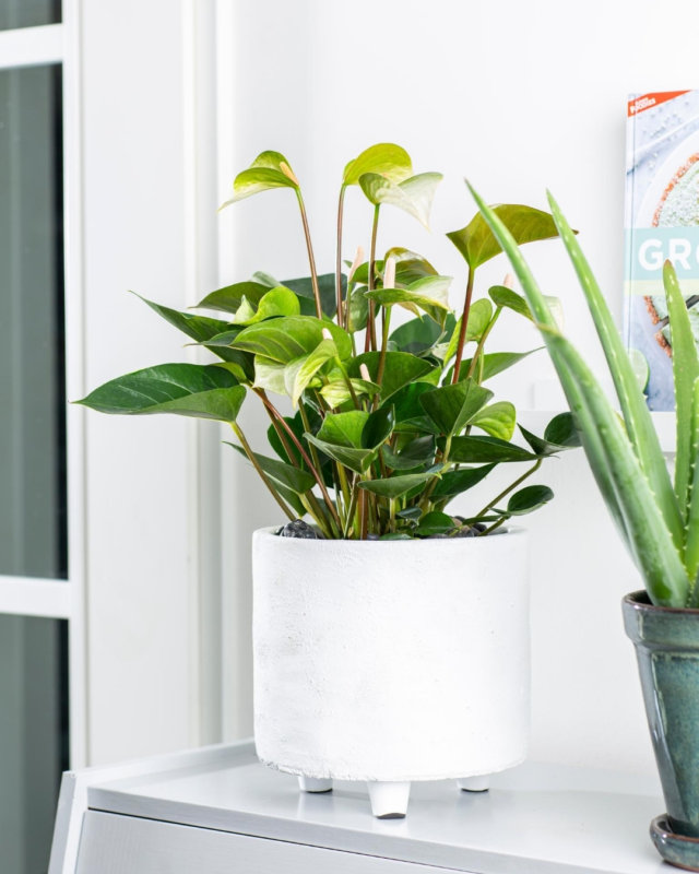 Voici les nouveaux anthuriums, en fleur coupé et en pot