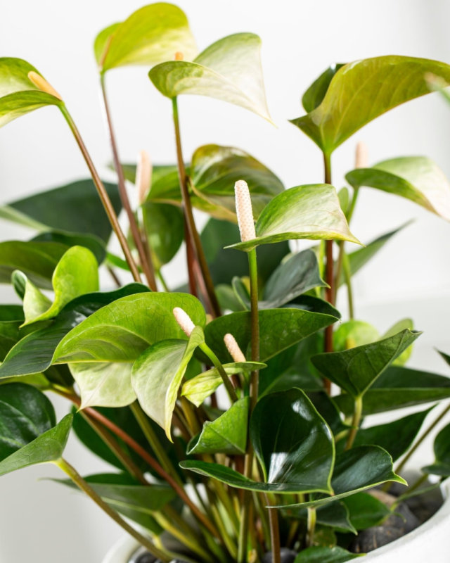 Voici les nouveaux anthuriums, en fleur coupé et en pot