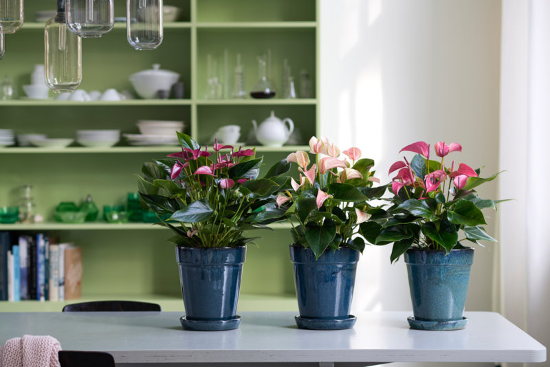 Voici comment prendre soin de vos plantes d’intérieur en automne