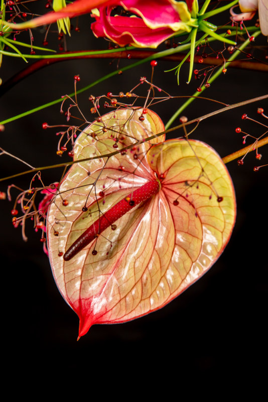 créations avec des anthuriums par le maître fleuriste Hanneke Frankema