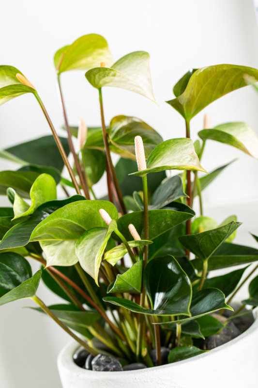 Pourquoi faut-il dépoussiérer les plantes