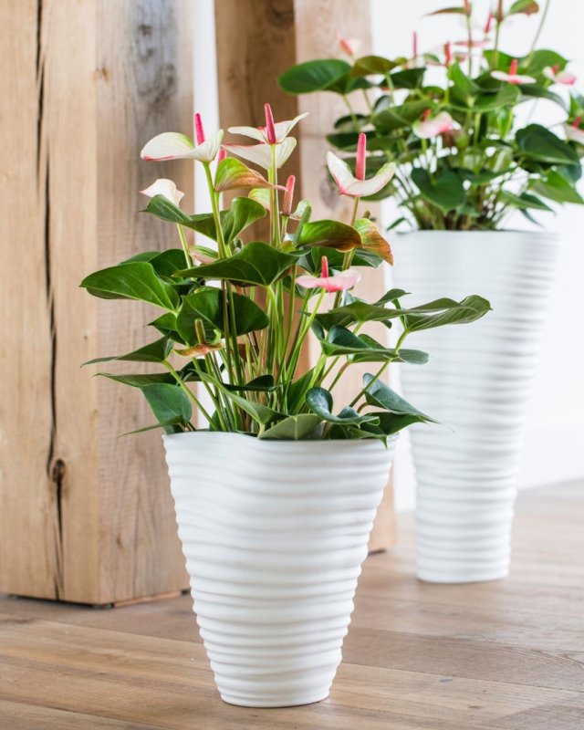 Les effets positifs des plantes