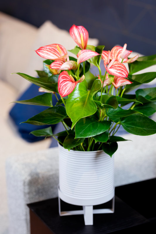 L'anthurium purifient l'air