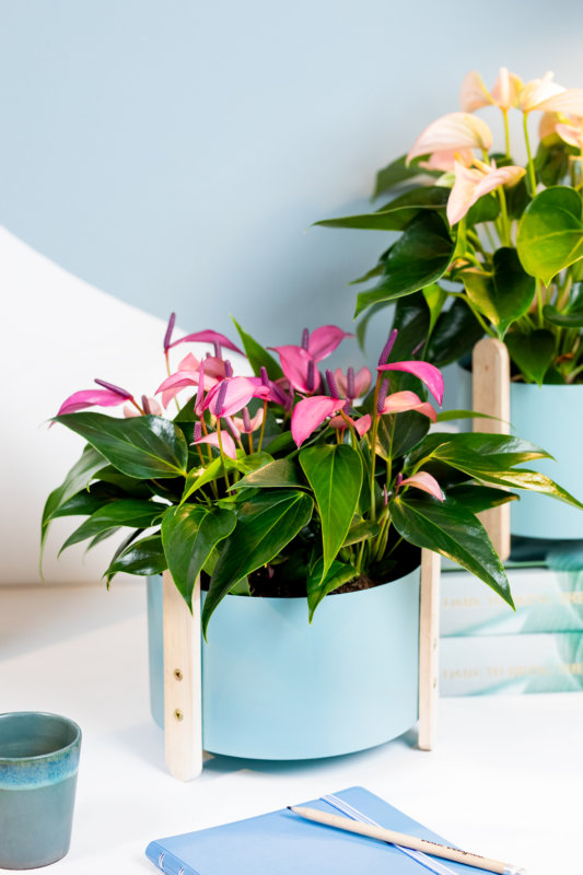 L’anthurium: plante idéale pour le lieu de travail