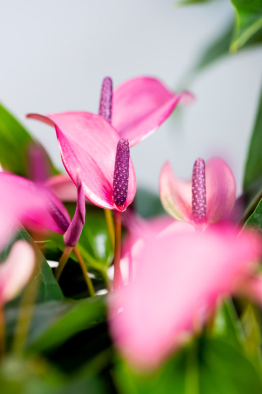 L’anthurium: plante idéale pour le lieu de travail