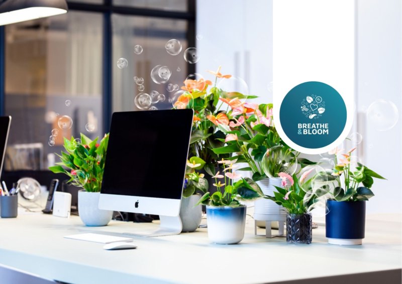 Plante idéale pour le lieu de travail