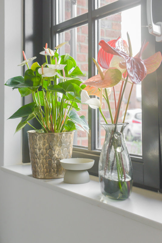 Voici comment Binti Home intègre des anthuriums dans son intérieur