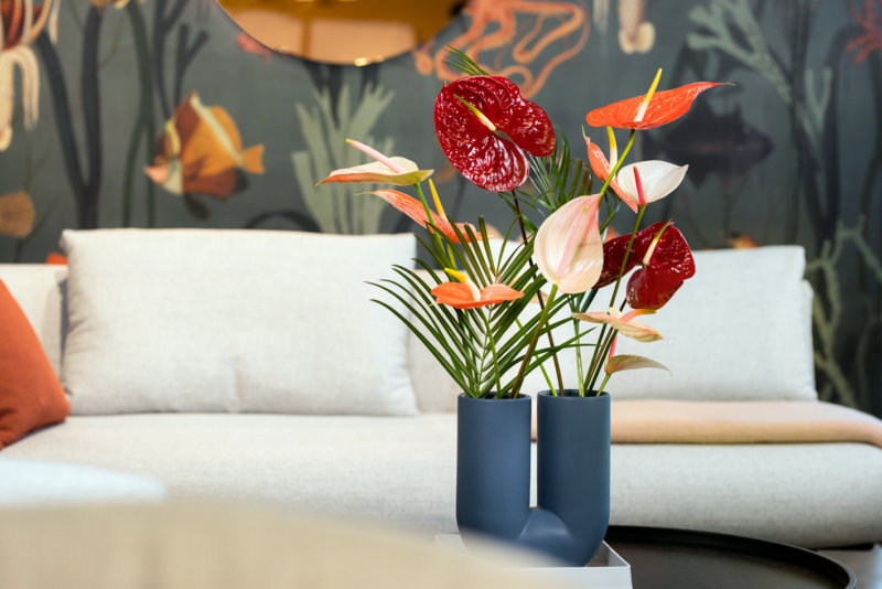 des anthuriums aux teintes automnales