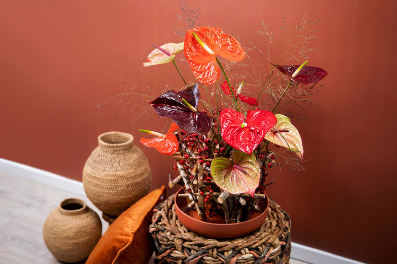 des anthuriums aux teintes automnales