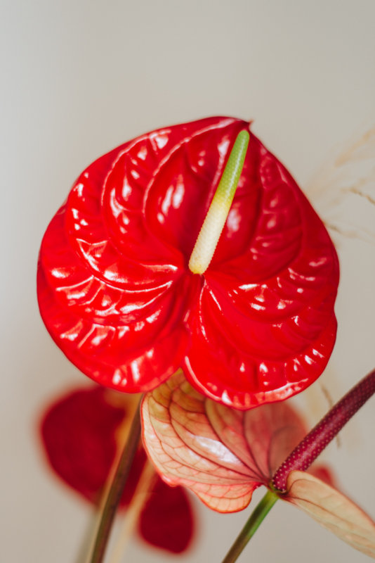 Des anthuriums dans la maison de la blogueuse de Remade with Love