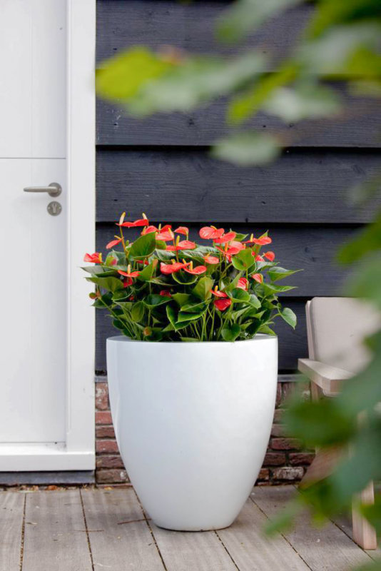 Est-ce que l’anthurium peut se mettre dehors ?