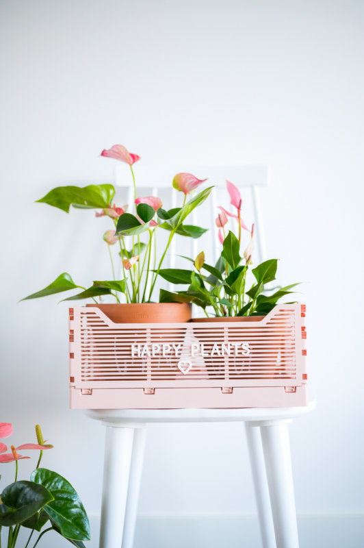 Le refuge pour plantes : une approche durable des plantes