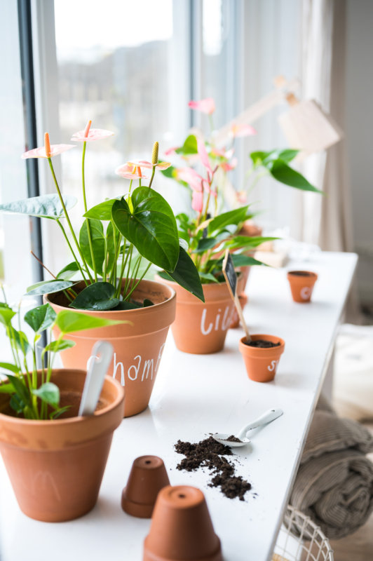 Le refuge pour plantes : une approche durable des plantes