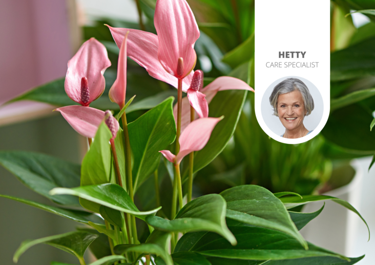 Que faire si les feuilles de votre anthurium changent de couleur?