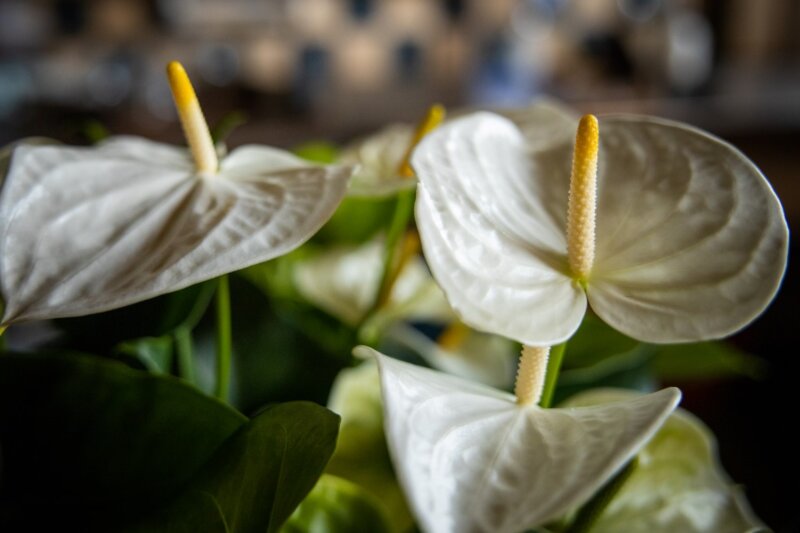 faits intéressants sur l’anthurium
